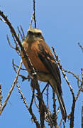 Brown-backed Chat-Tyrant