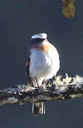 Rufous-breasted Chat-Tyrant