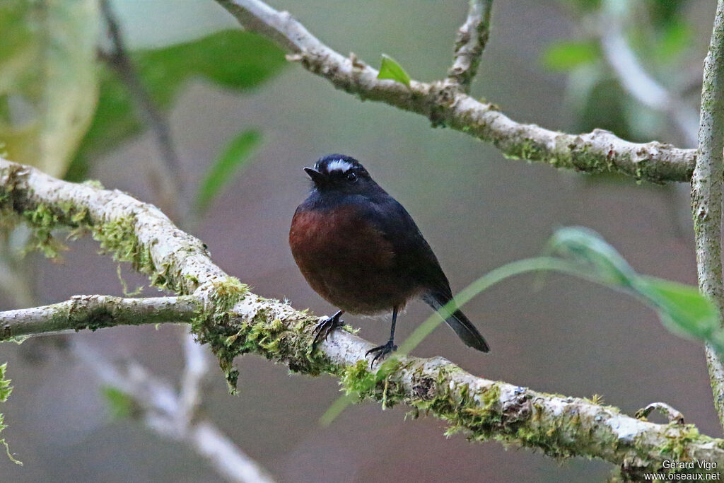 Slaty-backed Chat-Tyrantadult