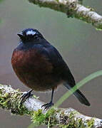 Slaty-backed Chat-Tyrant