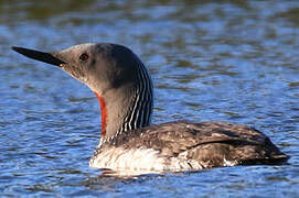 Red-throated Loon