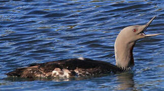 Red-throated Loon