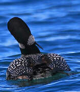 Common Loon