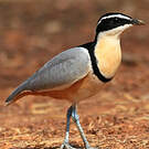 Pluvian fluviatile