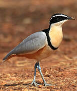 Egyptian Plover