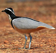 Egyptian Plover