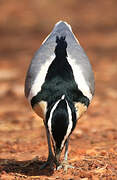 Egyptian Plover