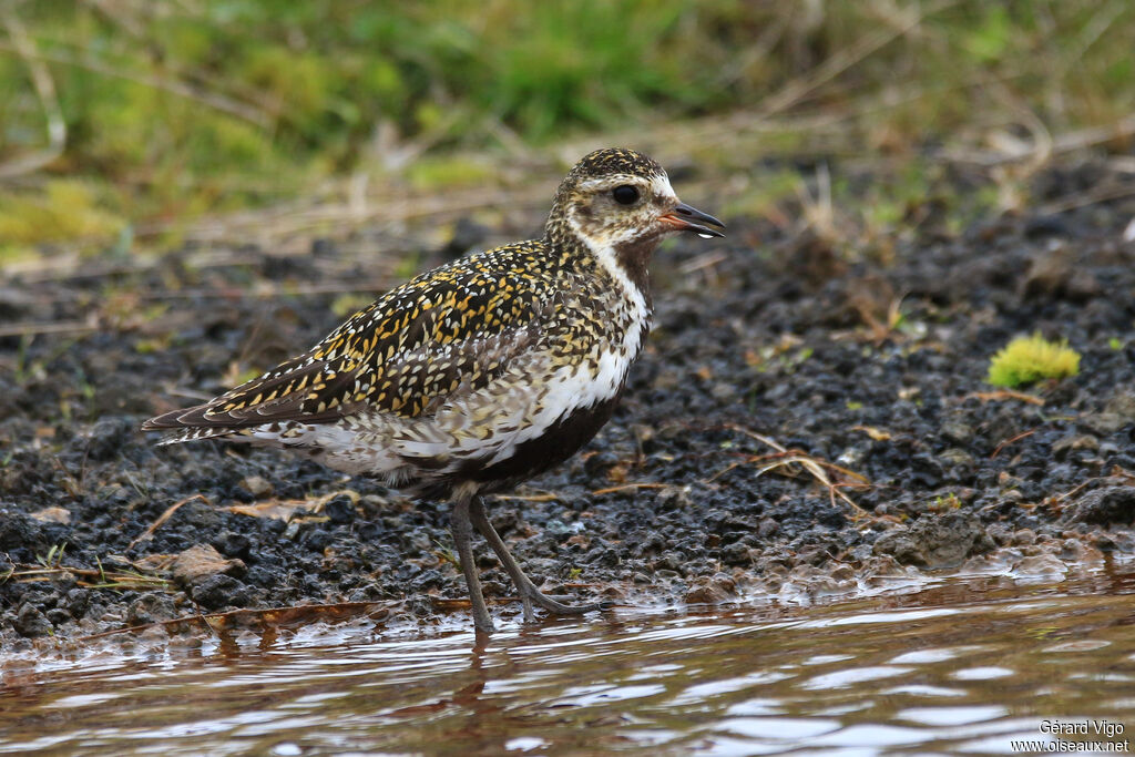 European Golden Ploveradult breeding