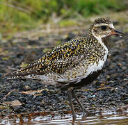 European Golden Plover