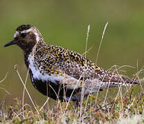 European Golden Plover