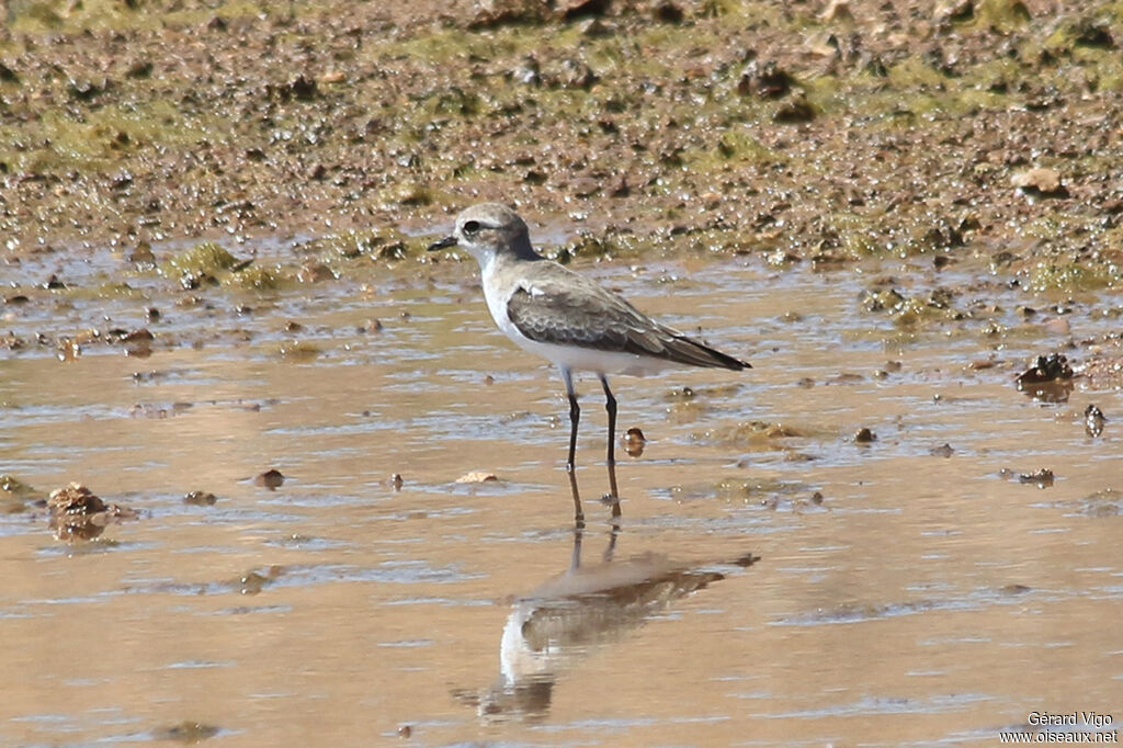 Tibetan Sand Ploveradult