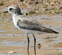 Tibetan Sand Plover