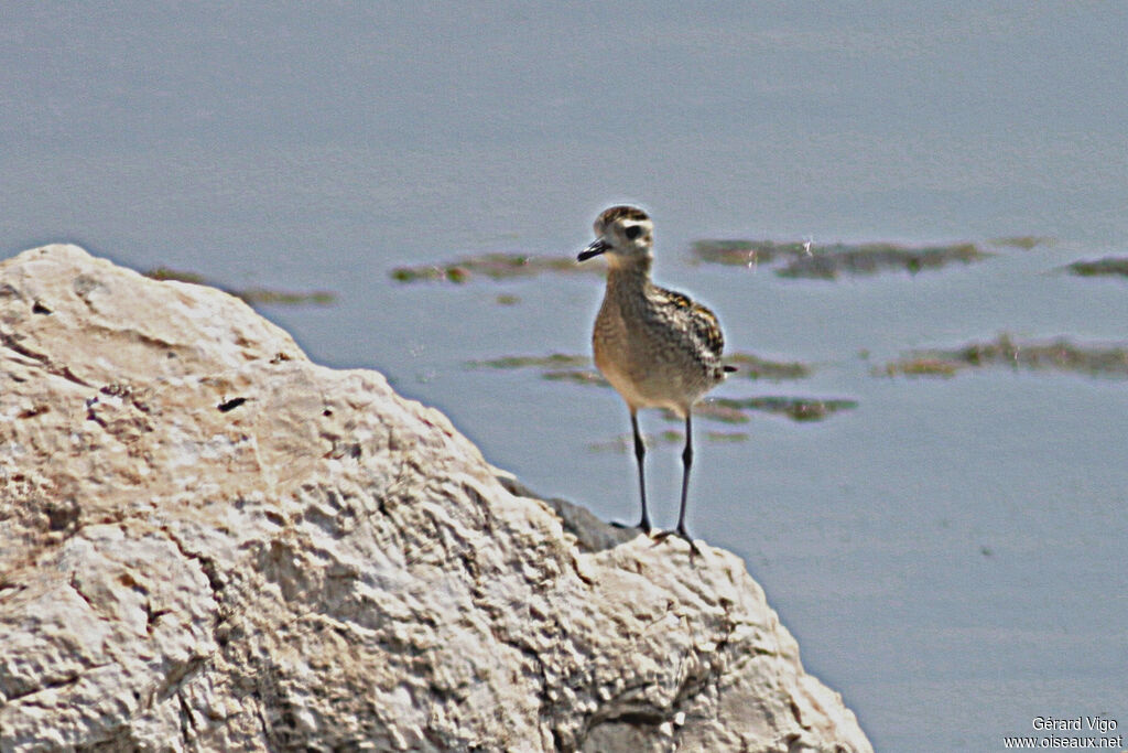 Pacific Golden Ploveradult