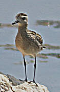 Pacific Golden Plover