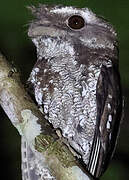 Marbled Frogmouth