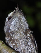 Marbled Frogmouth