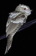 Papuan Frogmouth