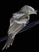 Papuan Frogmouth