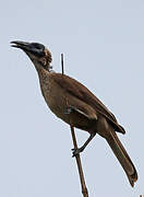 New Guinea Friarbird