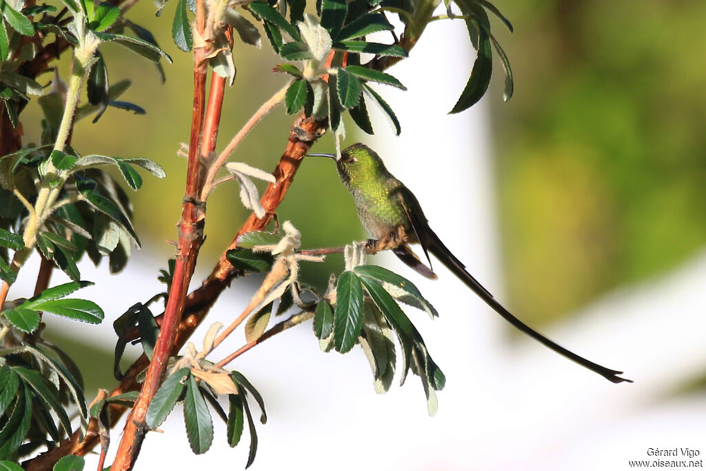 Black-tailed Trainbearer male adult