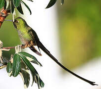 Black-tailed Trainbearer