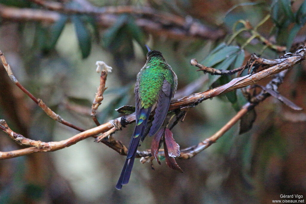 Black-tailed Trainbearer female adult