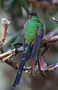 Black-tailed Trainbearer