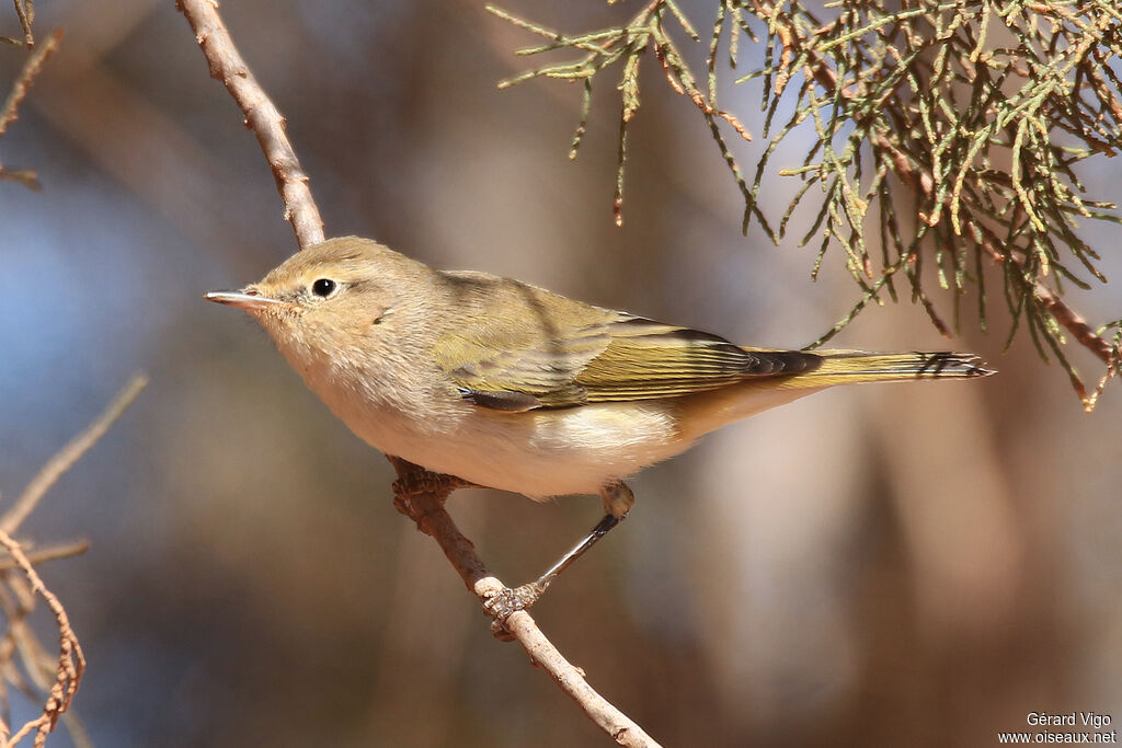 Western Bonelli's Warbleradult