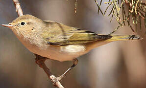 Western Bonelli's Warbler