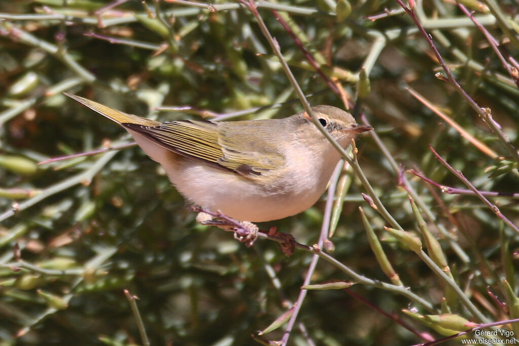 Western Bonelli's Warbleradult