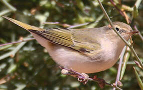Western Bonelli's Warbler