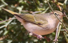 Western Bonelli's Warbler