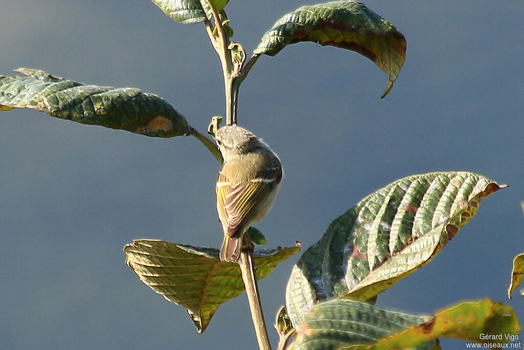 Pouillot de Humeadulte