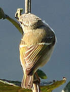 Hume's Leaf Warbler