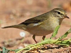 Willow Warbler