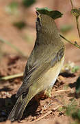 Willow Warbler