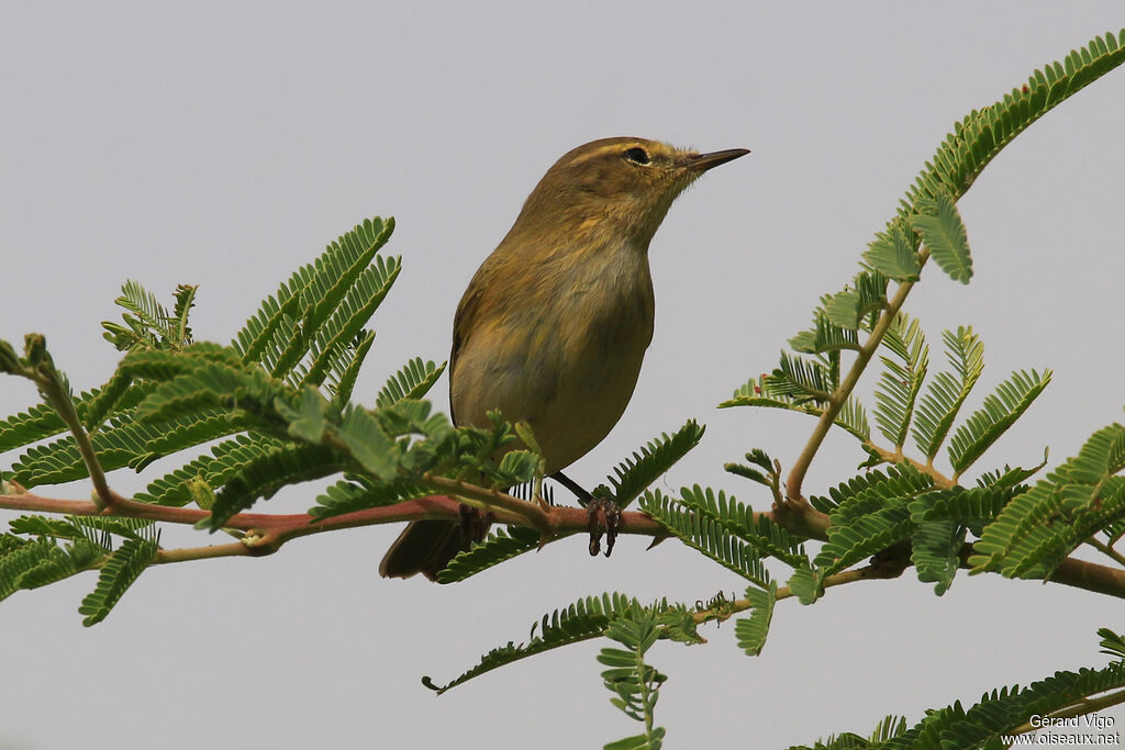 Iberian Chiffchaffadult