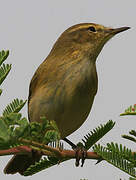 Iberian Chiffchaff