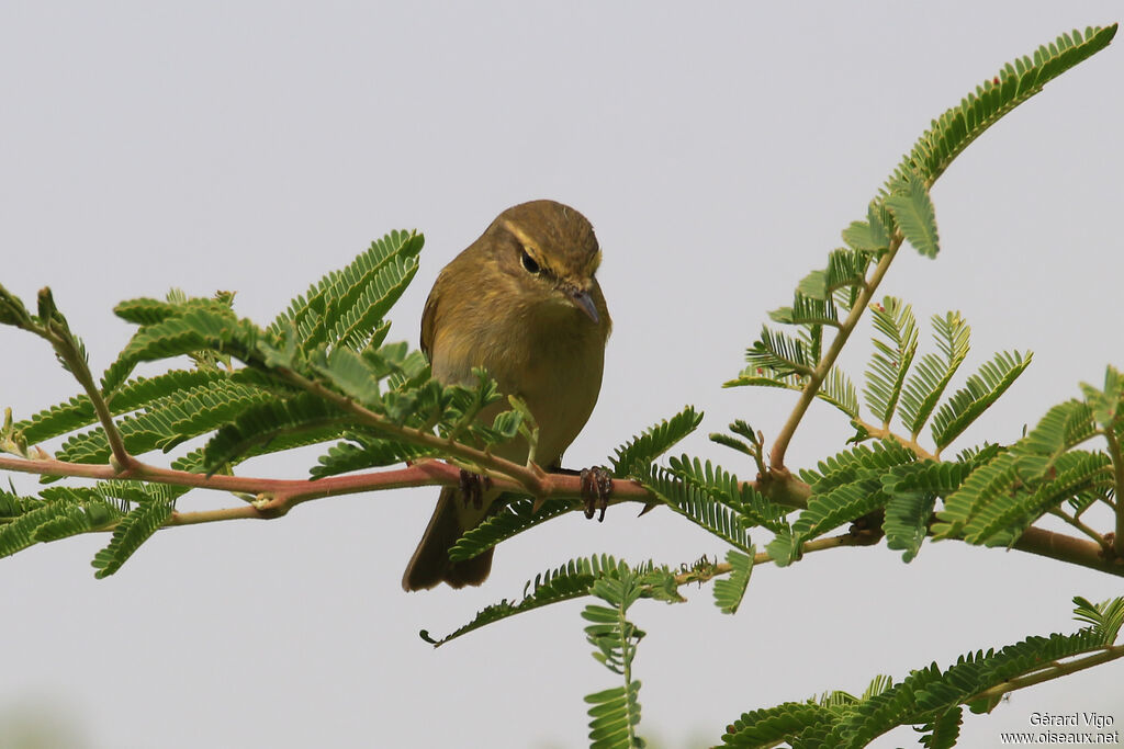 Iberian Chiffchaffadult