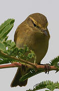 Iberian Chiffchaff