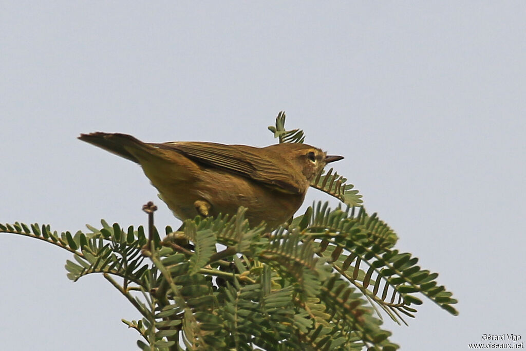 Iberian Chiffchaffadult