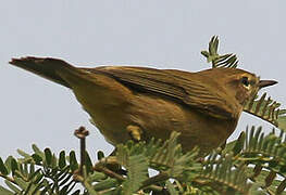 Iberian Chiffchaff