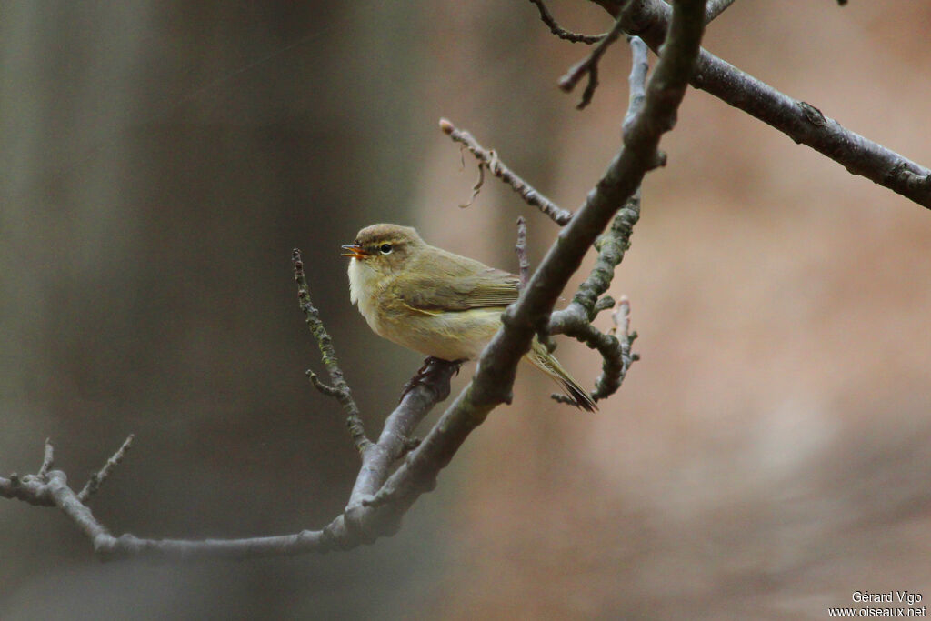 Common Chiffchaffadult