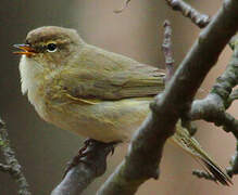 Common Chiffchaff