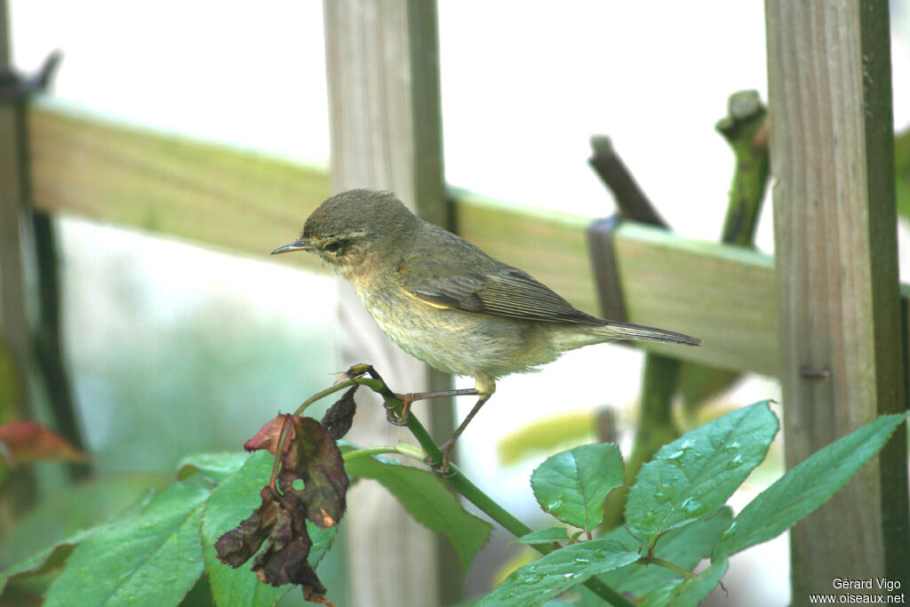 Pouillot véloceadulte