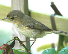 Common Chiffchaff