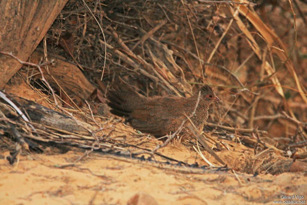 Stone Partridgeadult