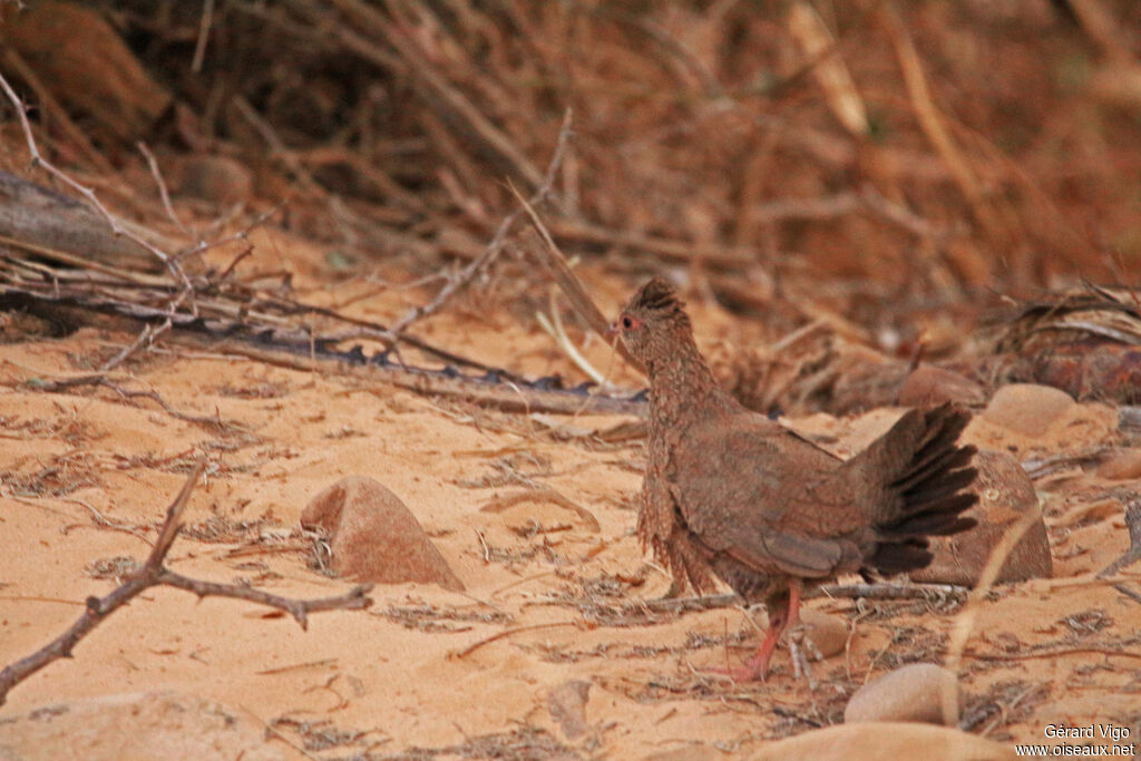 Stone Partridgeadult