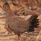 Poulette de roche