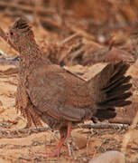 Stone Partridge